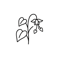 Barrenwort (Epimedium)