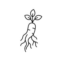 Ginseng Root